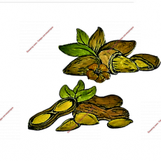 Ореховая продукция - Кондитер плюс. Товары для кондитеров 